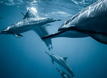 勒韦尔首当第六人大获成功 纳什望他成为篮网马努